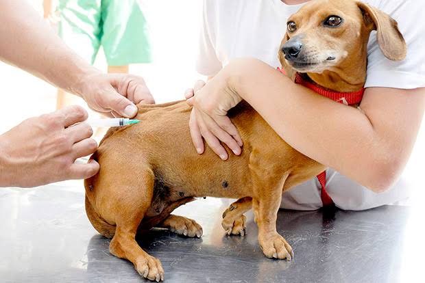 Imunização de cães e gatos contra a raiva